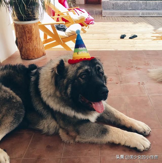 苏牧犬聪明吗:高智商的狗狗有那些优势？
