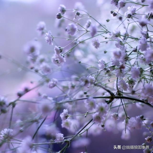 满天星的含义是什么,代表什么(满天星代表着什么象征意义)