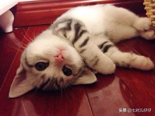 怎么确定猫咪认主人了:我对猫咪可用心了，它有哪些表现才能证明把我当主人了呀