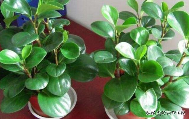 青叶碧玉开花吗:青叶碧玉开花是什么样子 八月份碧玉能换盆么？有何利弊？