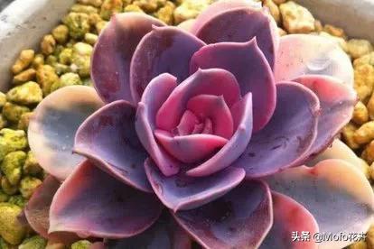 紫珍珠:多肉植物紫珍珠叶子变软蔫了怎么办？