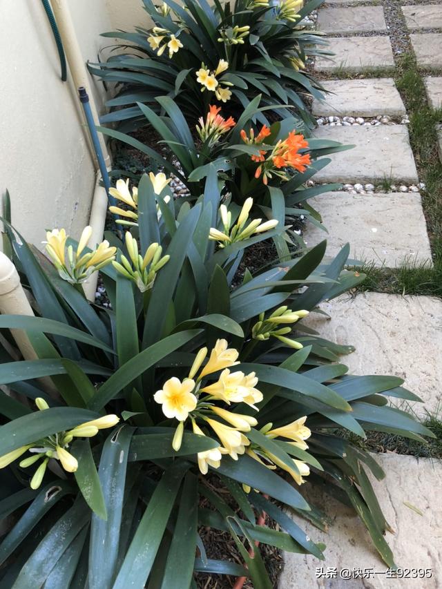 头条问答 - 有什么耐阴耐寒四季常青,花好看期长的植物,庭院露天种植