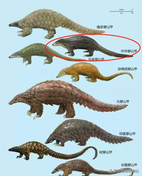 南非犰狳蜥:世界上存在过哪些奇特的古生物？ 南非犰狳蜥蜴