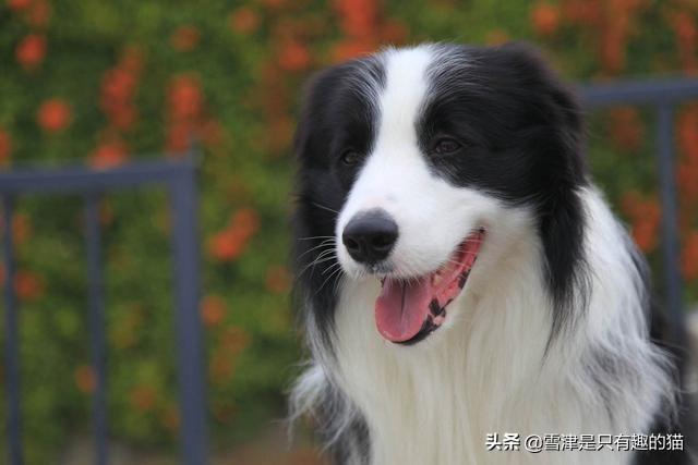 天生无脖牧羊犬遭弃:智商排名第一的边境牧羊犬，为什么养它的人却很少？