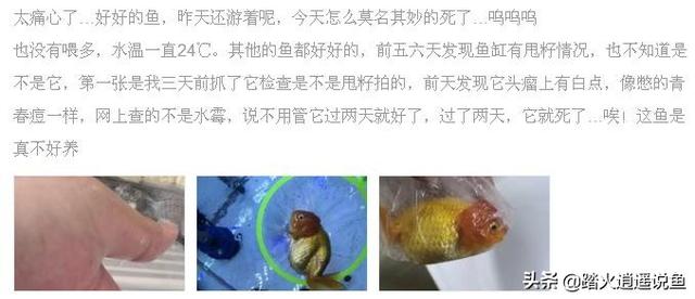 霓虹灯鱼突然死亡:鱼塘里的鱼突然大量死亡是什么原因？