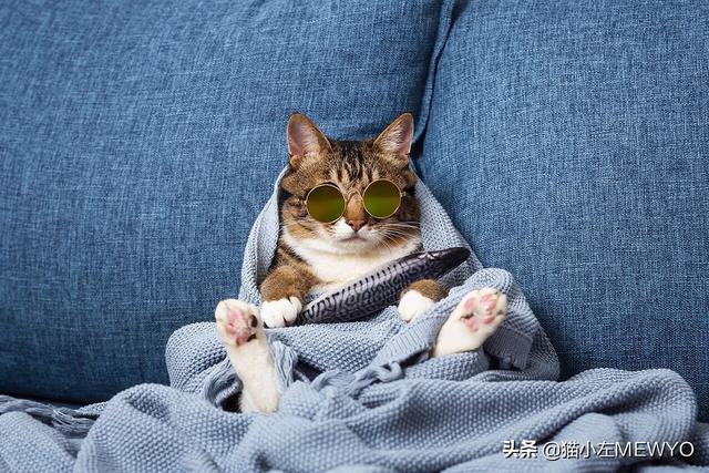 适合英短蓝猫幼猫猫粮:第一次养猫，5月龄的英短幼猫吃什么猫粮好？ 英短蓝猫幼猫猫粮哪个牌子比较好