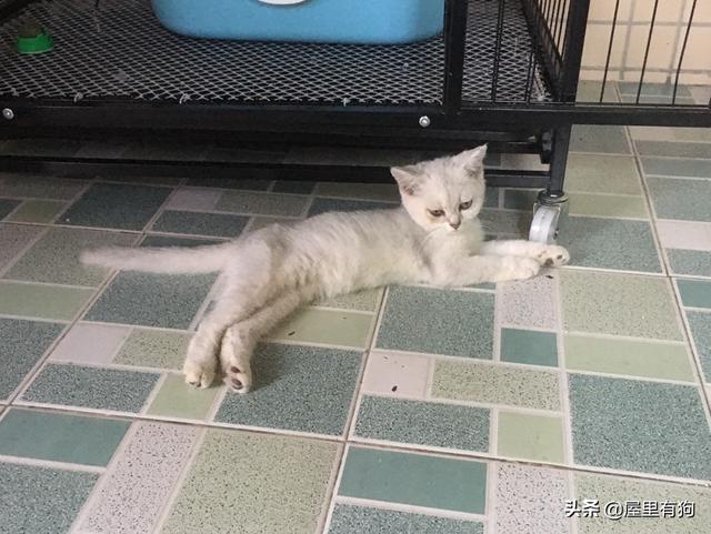纯种猫和非纯种猫:为什么纯种猫比土猫要懒呢？