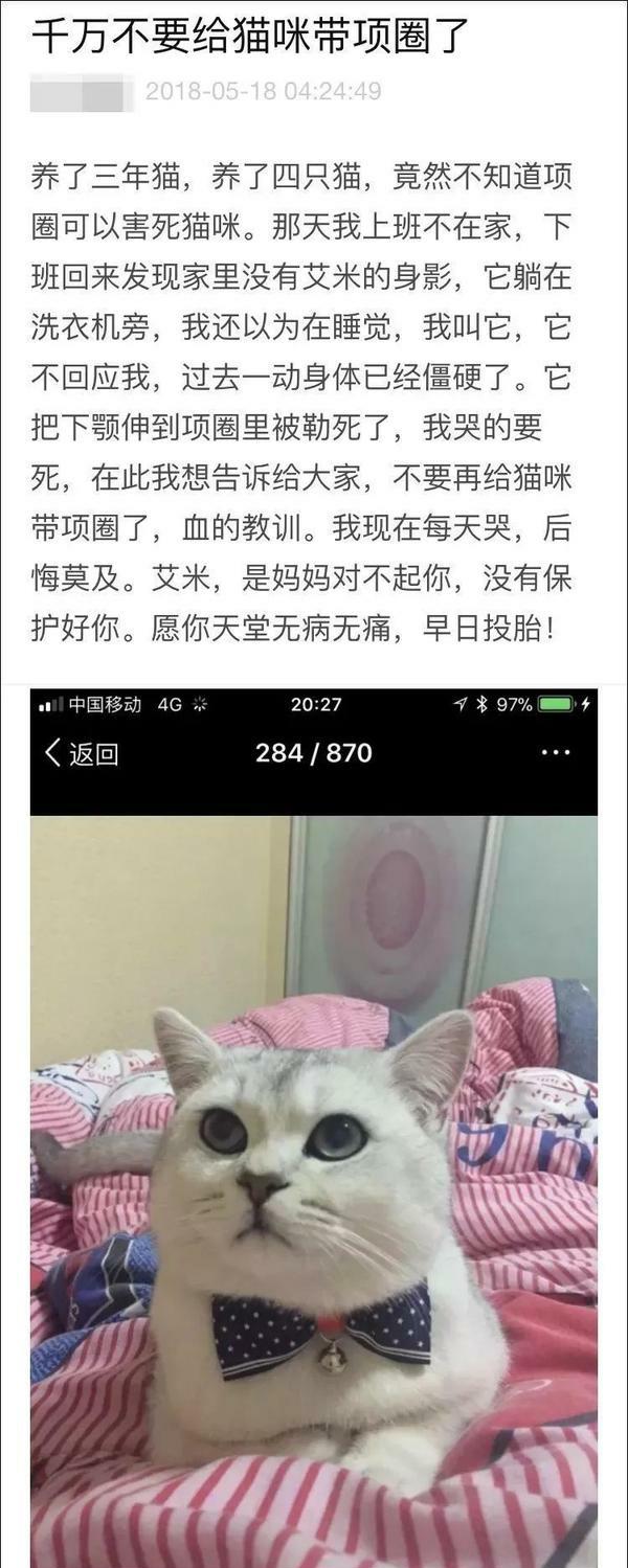 宠物项圈:猫咪为什么不愿意戴项圈？