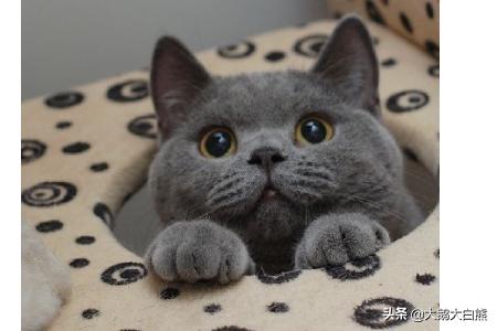 猫咪尿频不喝水:猫咪喝水不多却尿很多次怎么回事？