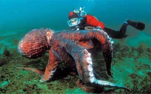 人被章鱼缠住是个什么样的体验?