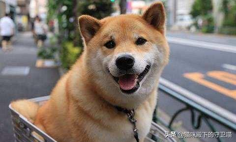 小狗得皮肤病传染人吗:小狗皮肤病传染人么 狗狗身上，狗狗身上长癣传染人？
