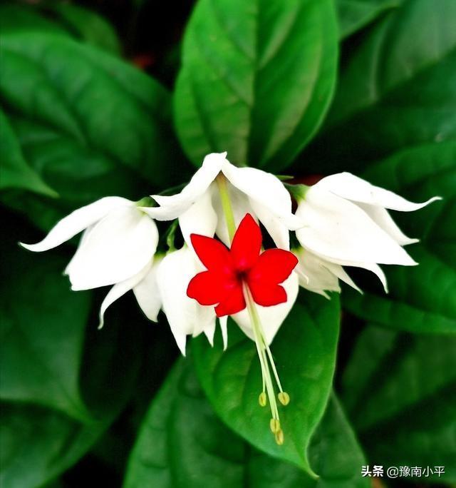龙吐珠花图片:龙吐珠的叶子为什么会向外卷？