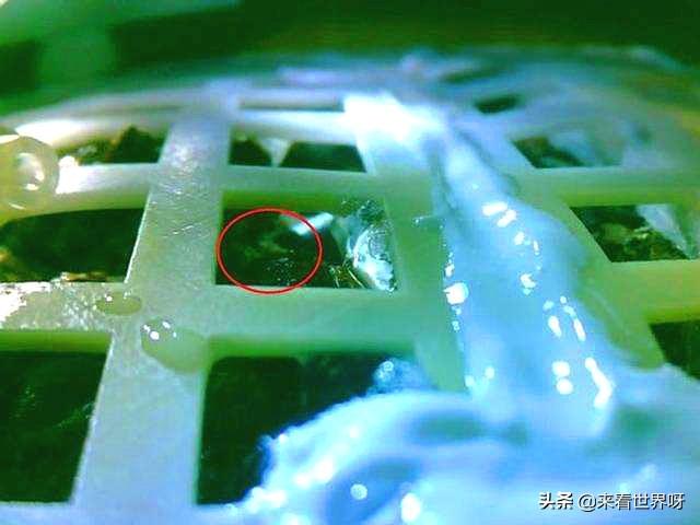 月球上嫦娥的死尸:现在月球上有生物（细菌、病毒等）了吗