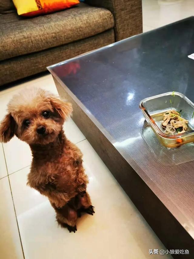 女子网上重金寻狗:如果你家的狗狗不见了，你会怎么办？