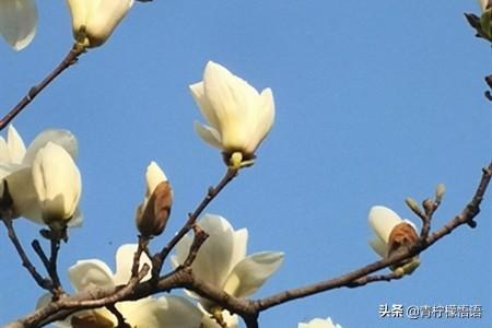 家里有个小院子想养花，对于男人来说养什么花好呢