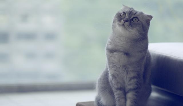 猫斑秃和猫癣的区别,患上皮肤病就不能养猫了吗？