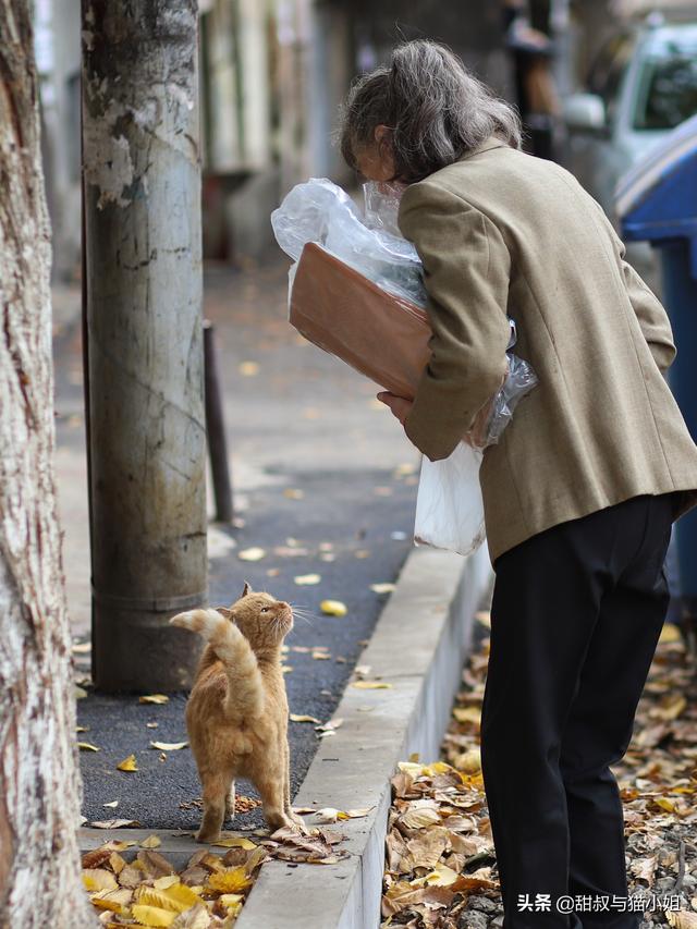 浏阳市的流浪狗狗在那里:什么地方容易碰到流浪猫狗？