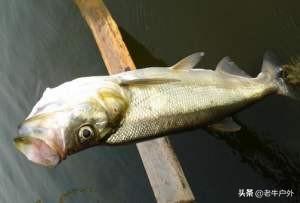 苦力泥鳅好不好:为什么路亚讨厌用泥鳅，泥鳅能钓鱼吗？