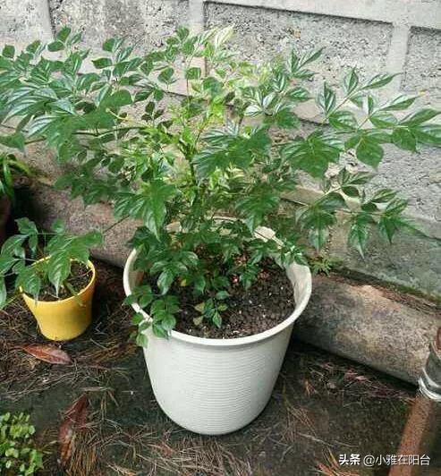 下雨天适合把室内绿植拿到外面淋雨吗?