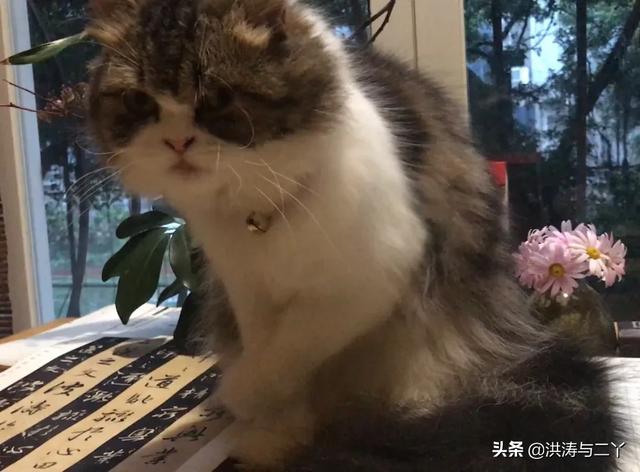 中低端猫粮排行榜:这款猫粮可以么？15块一斤的？