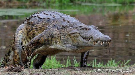 鳄鱼恐龙王虾:老虎和狮子，它们谁对战鳄鱼更厉害呢？