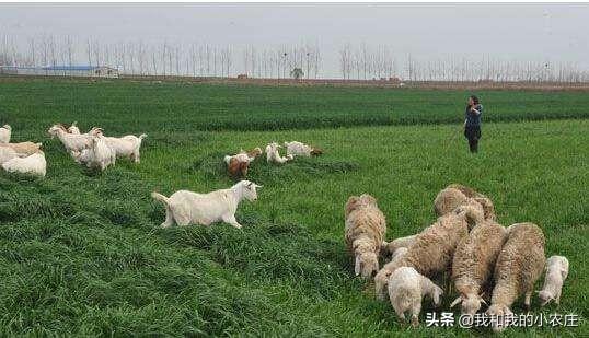 多花黑麦草能清除吗:种植黑麦草，用来养羊怎么样？