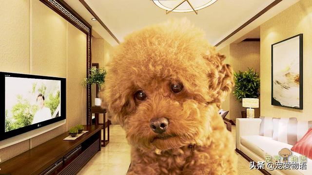 头条问答 贵宾犬吃猪肉是吃瘦肉好还是肥肉好呢 宠爱物语的回答 0赞