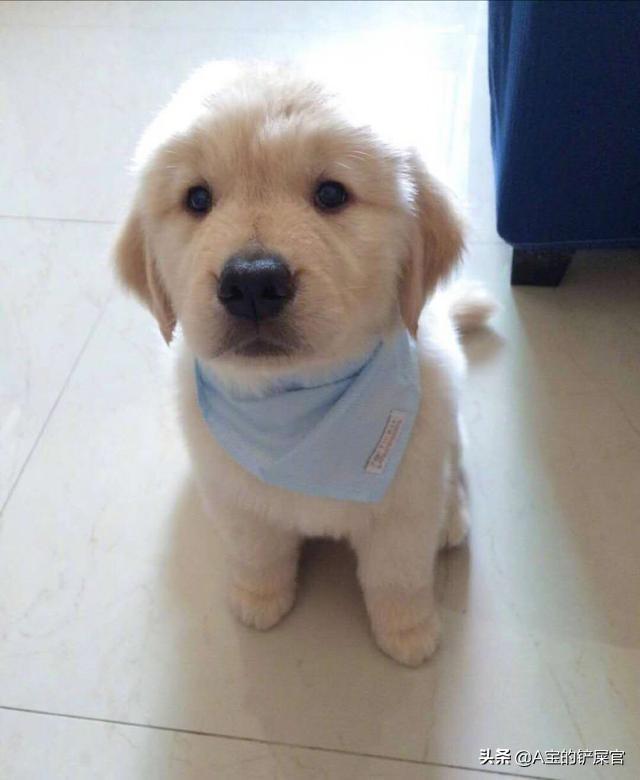 一个月大的蝴蝶犬好养吗:一个月大的小奶狗怎么养活？