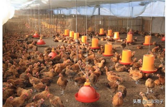 鸡饮水器安装视频:养猪养鸡畜禽饮水系统怎么设计？