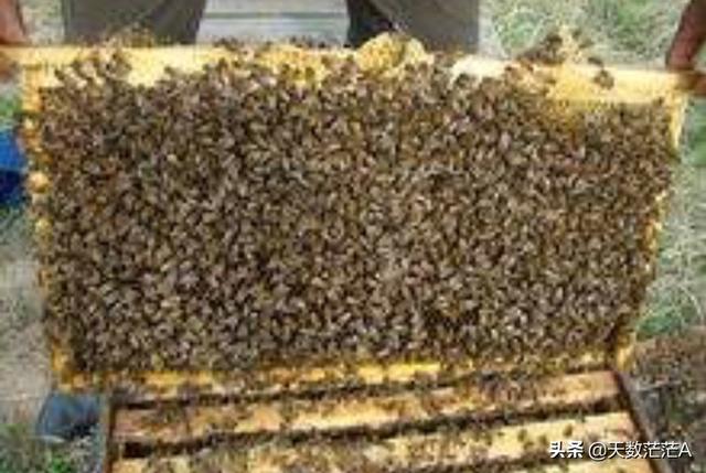 头条问答 失王工蜂产卵了怎么办 诗意白云6的回答 0赞