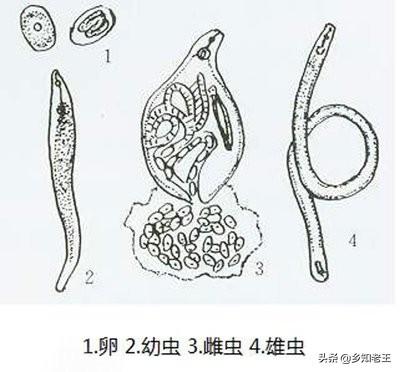 通灭多拉菌素用量:用哪些药可以防止地下根线虫？