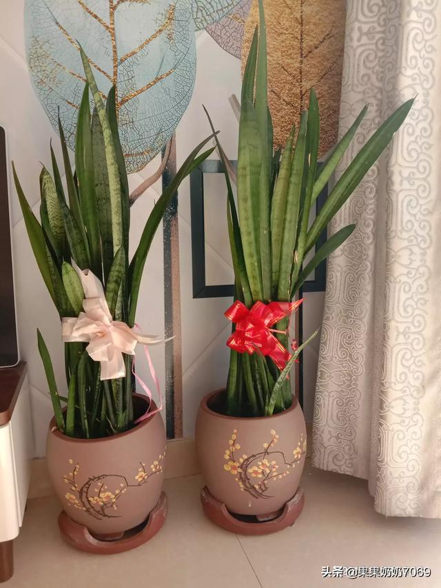 大家室内都养什么样的植物？