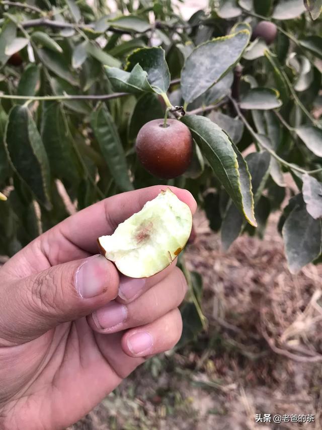 冬枣品种:在我国冬枣是从什么时候开始种植的？冬枣哪里生长的口感更好？
