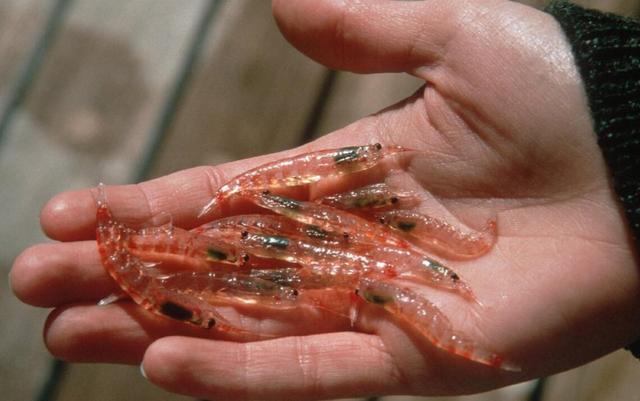 磷虾堪比哺育地球生命的粮食,人类会把磷虾吃光吗?