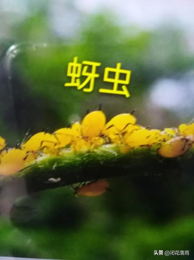 介壳虫 洗衣粉:洗衣粉能杀蚜虫能灌根吗？