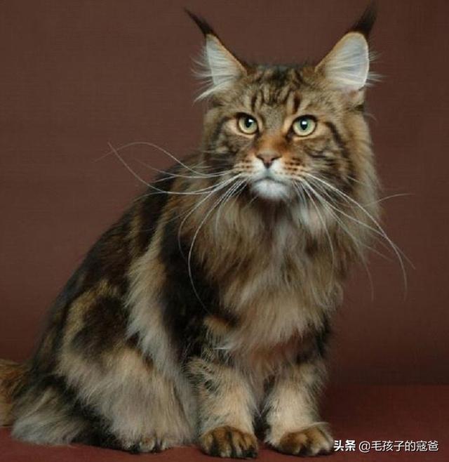 西伯利亚森林猫:缅因猫护主吗，主人遇到危险会攻击敌人吗？