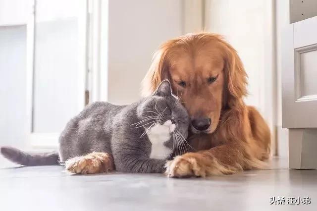 蹭课猫:养猫又养狗，狗会刨猫粑粑吃怎么办？