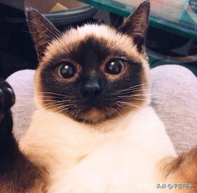加拿大无毛猫:怎么买斯芬克斯无毛猫不会看好不好怎么买