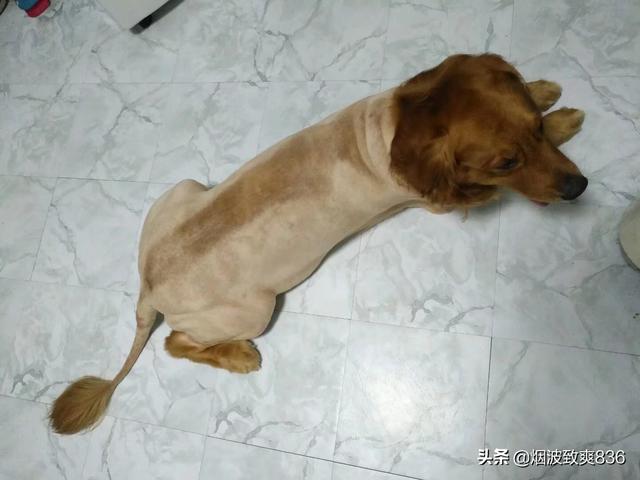 海口宠物皮肤病哪里治:狗狗皮肤真菌感染打的什么针？