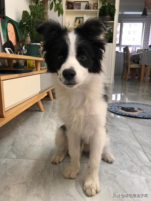 苏牧犬聪明吗:为什么一些人不喜欢养土狗，土狗聪明吗？