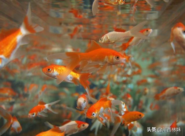 观赏水族疾病防治学:#萌星人成长记#如何才能延长观赏鱼的寿命？