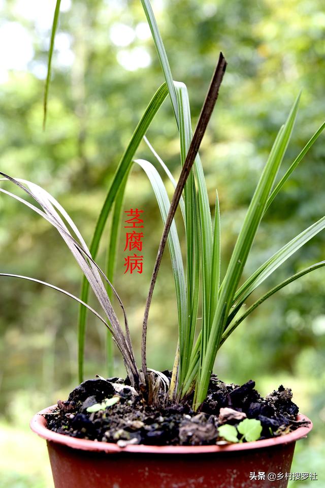 茎腐病怎么处理？