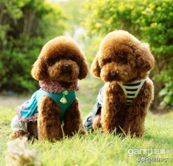 法国贵妇犬蛾是什么:贵宾犬对哪些事情会感到很恐惧？最好不要吓唬它？
