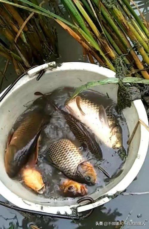 头条问答 - 泥塘里的鱼是怎么活的?(5个回答)