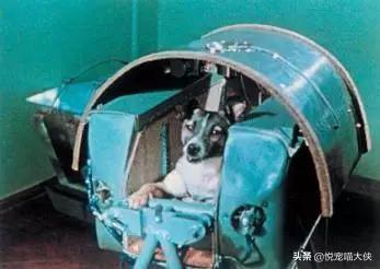 泰日天gif日空气:想养一只中小型的狗，雪纳瑞和边牧哪个好一点？