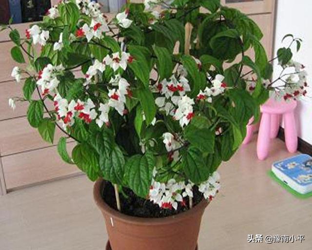 龙吐珠花图片:龙吐珠怎么做开花多?请回复？