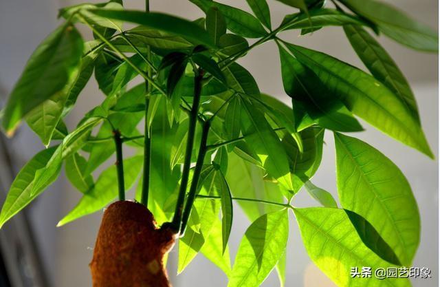 适合夏天的网名:适合夏天室内养的花你能推荐几种吗