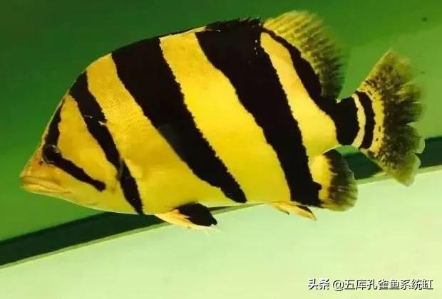 头条问答 虎鱼鳃充血怎么治疗 6个回答