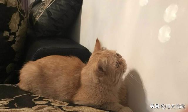猫捉老鼠酷跑:两只猫天天在家跑酷，每天搞得乱七八糟怎么办？