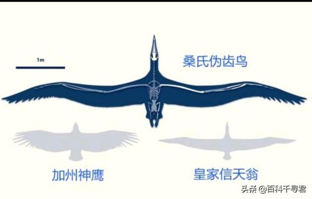 巨骆驼蜘蛛:史上最大的鹰，阿根廷巨鹰，真的能以狮子为食吗？
